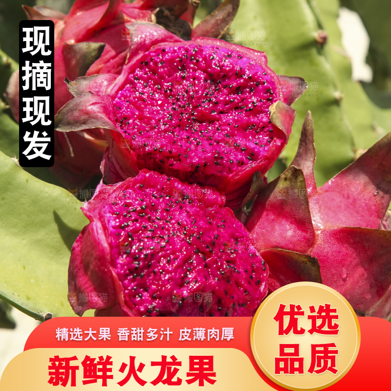 火龙果产地