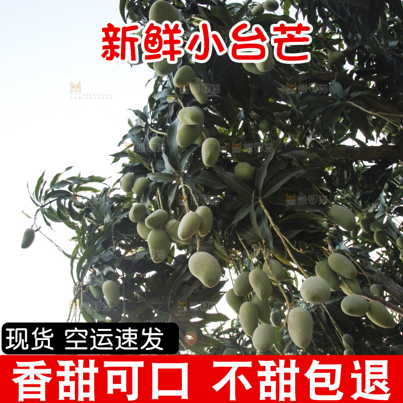 树上的小台芒