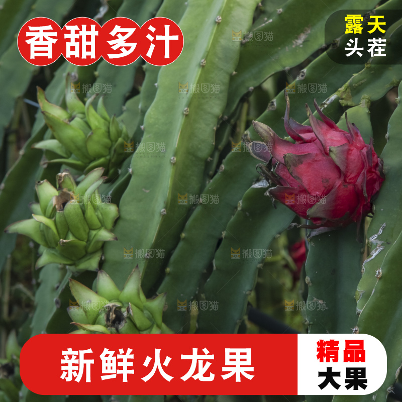 火龙果产地