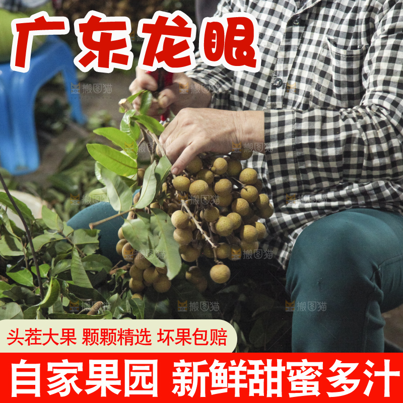树上的新鲜龙眼