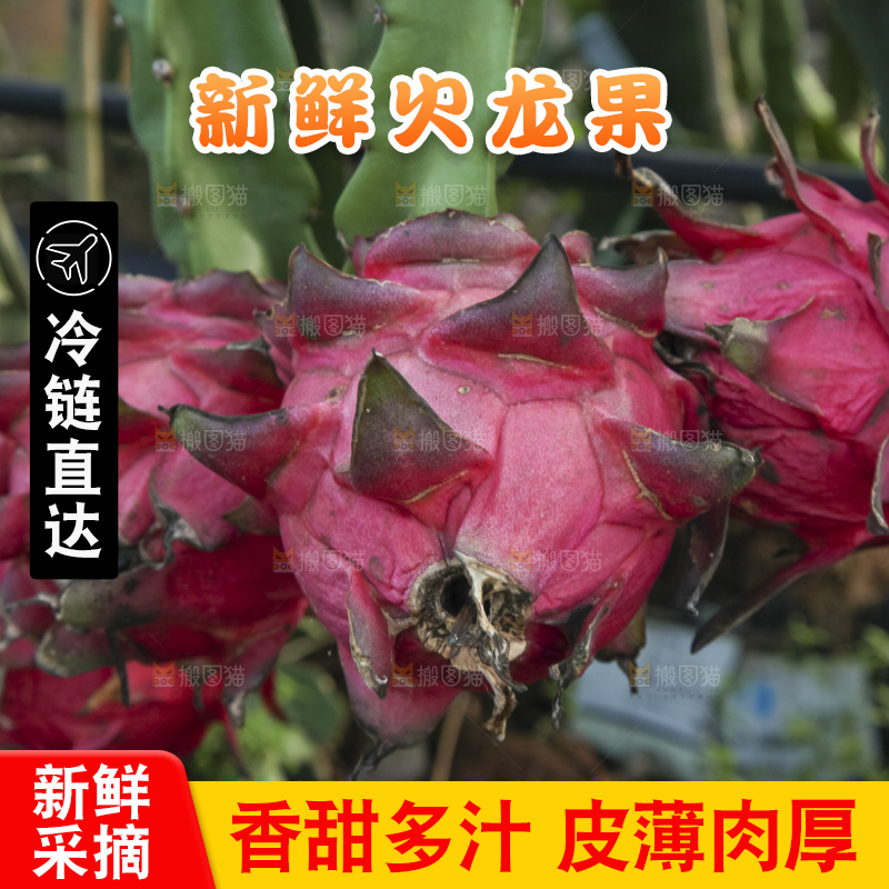 火龙果产地