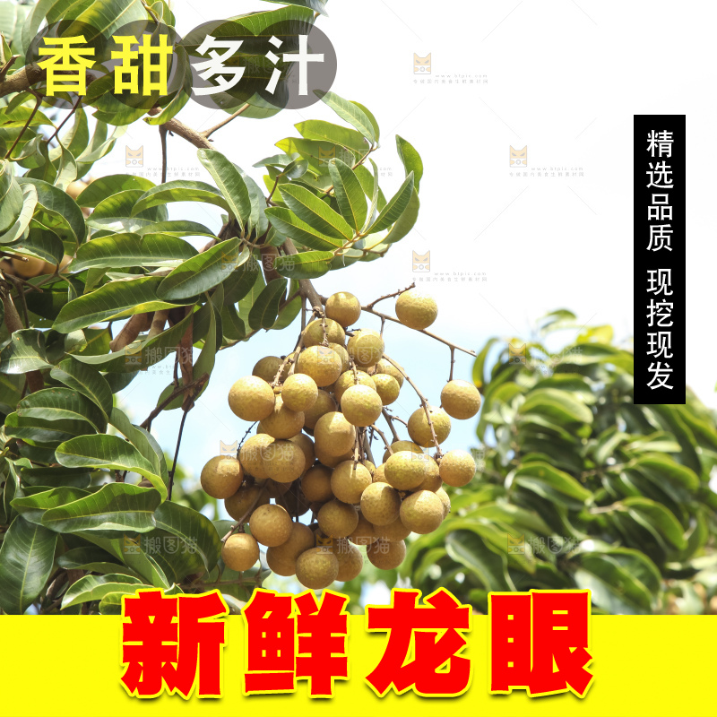 树上的新鲜龙眼
