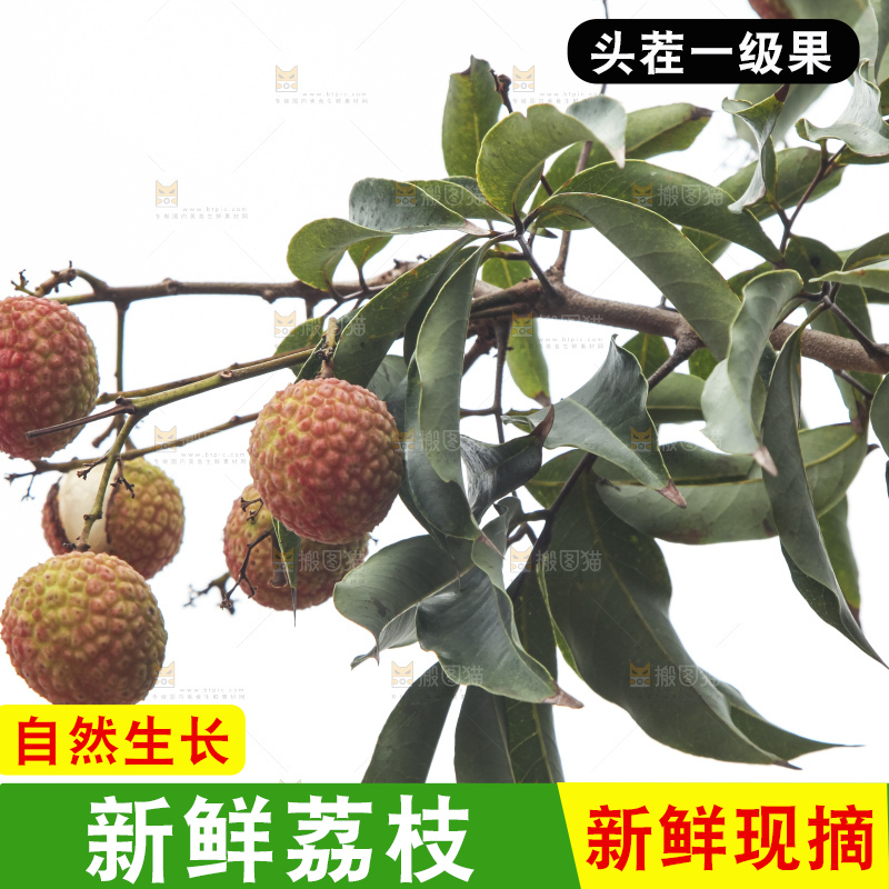 树上的荔枝
