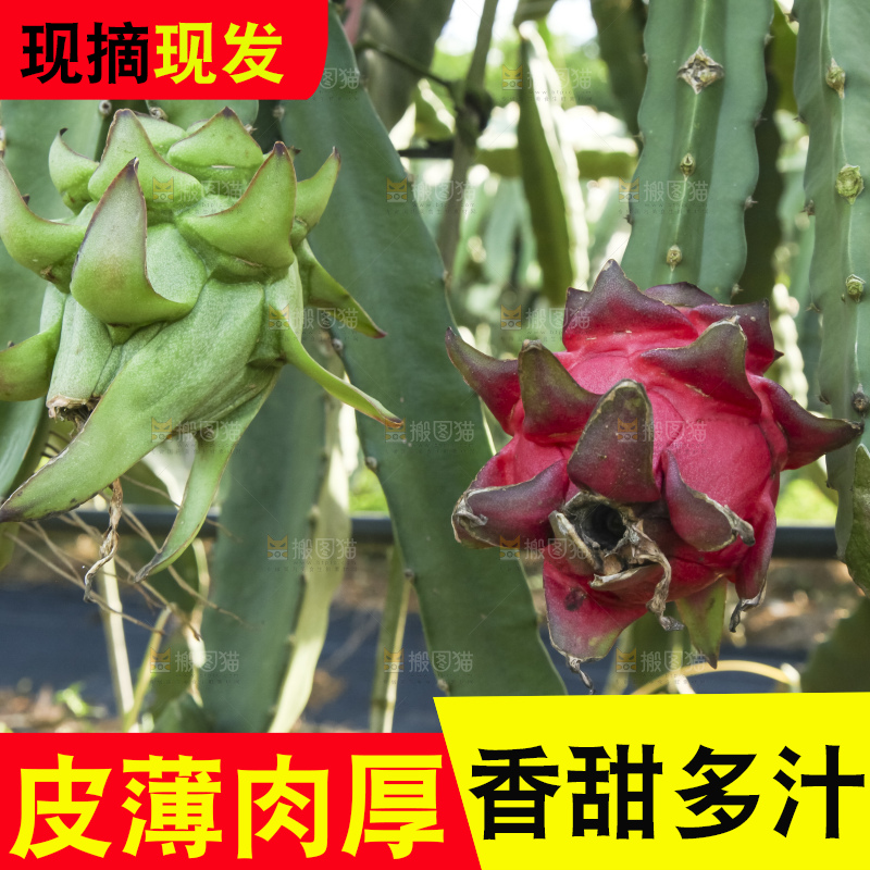 火龙果产地