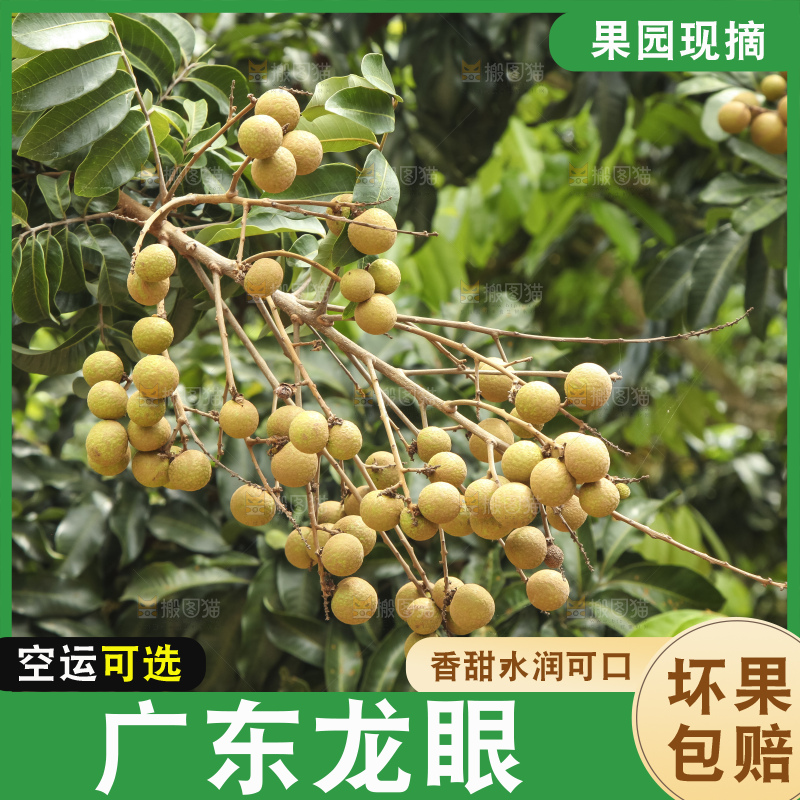 树上的新鲜龙眼