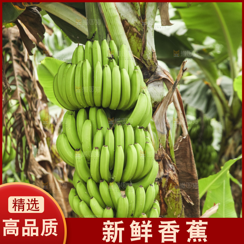 树上的新鲜香蕉