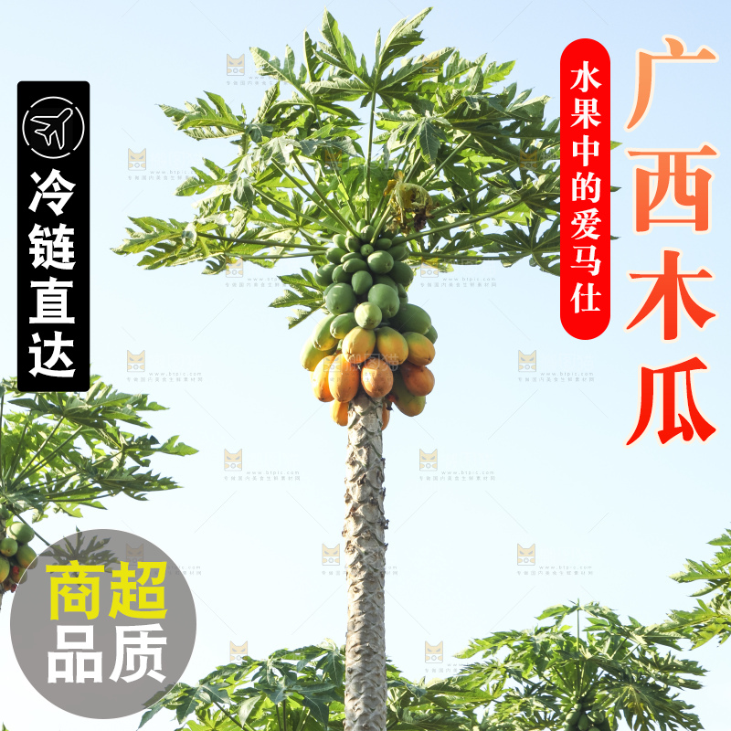 树上的木瓜
