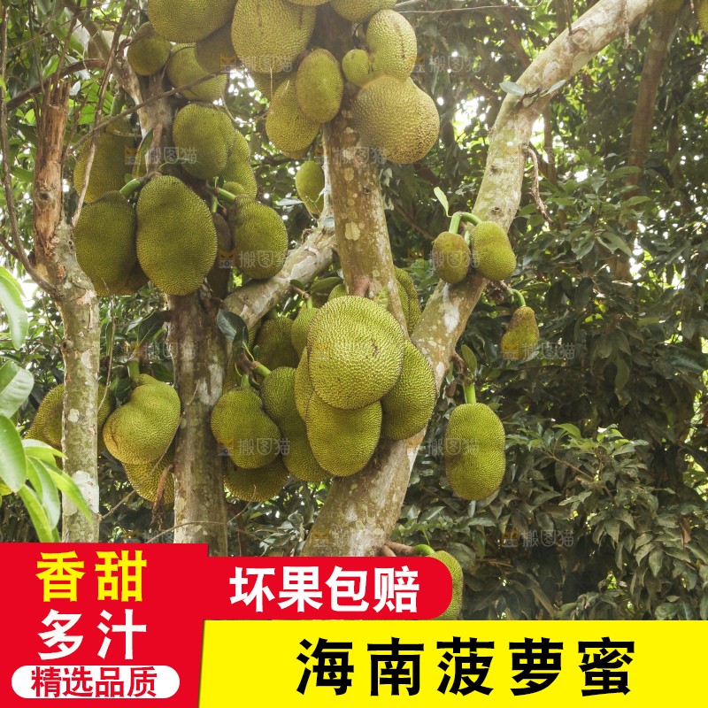 树上的新鲜菠萝蜜