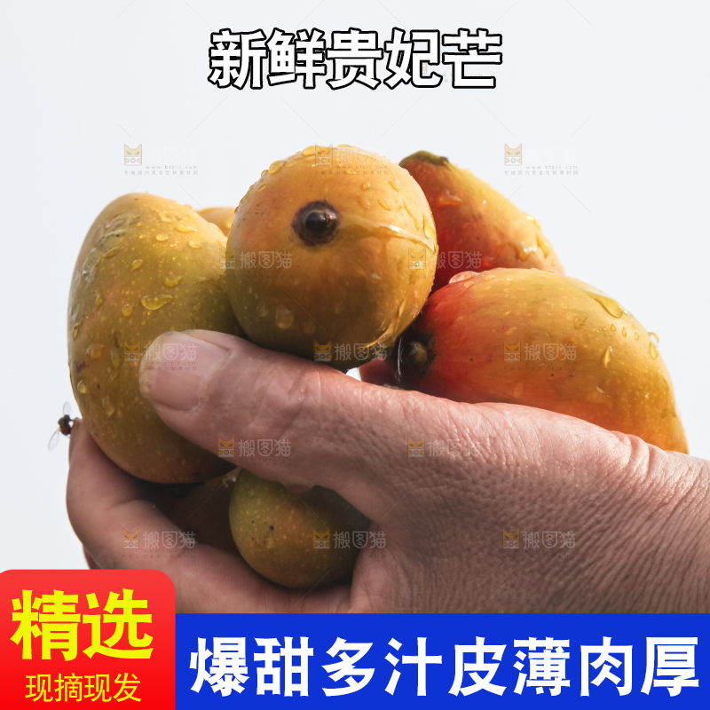 树上的新鲜芒果