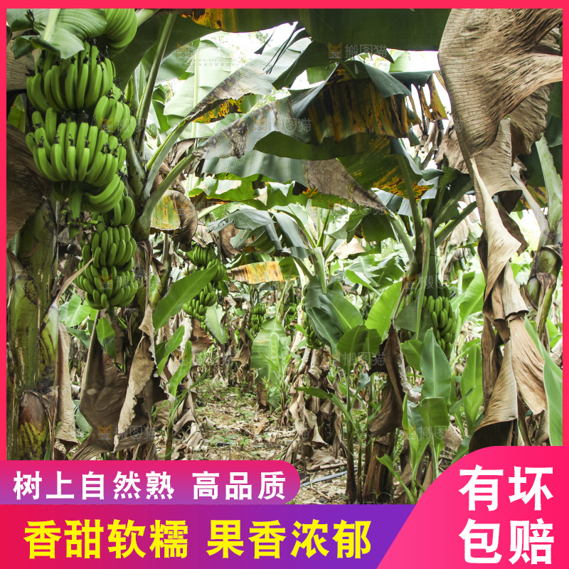 树上的新鲜香蕉