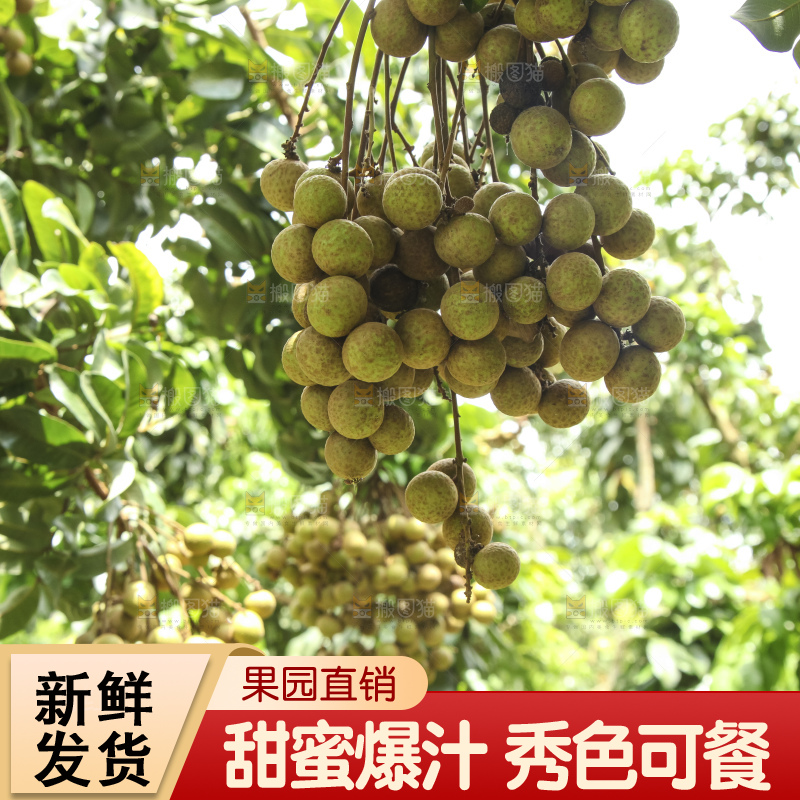 树上的新鲜龙眼