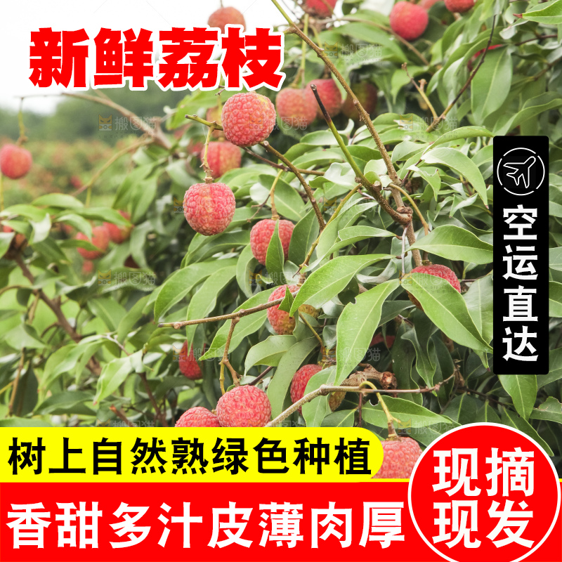 树上的荔枝