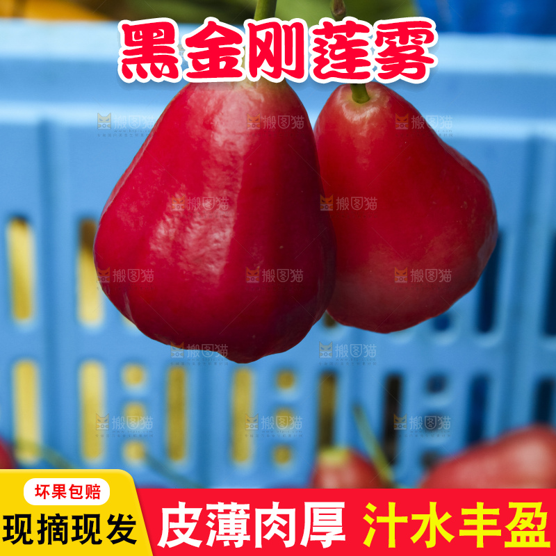 树上的新鲜莲雾
