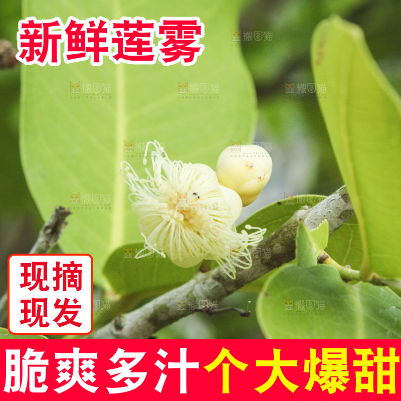 树上的新鲜莲雾