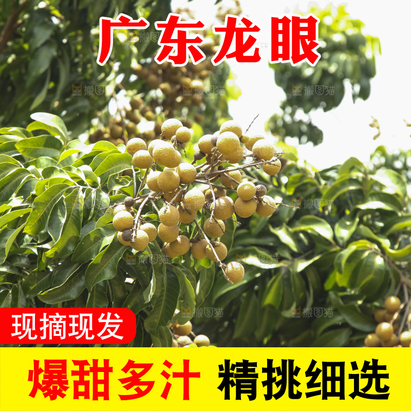 树上的新鲜龙眼