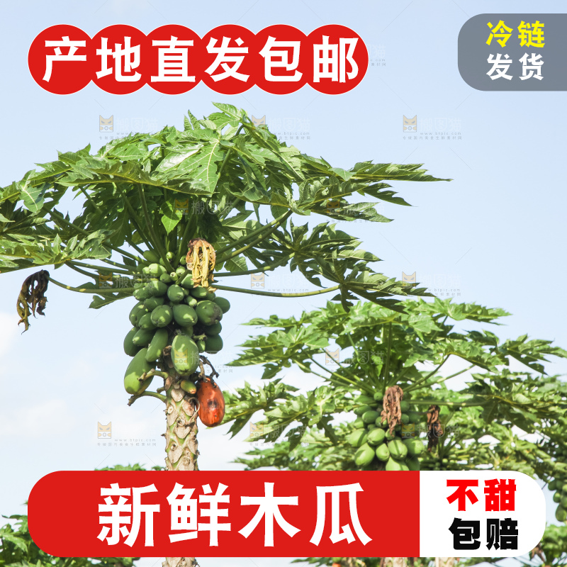树上的木瓜