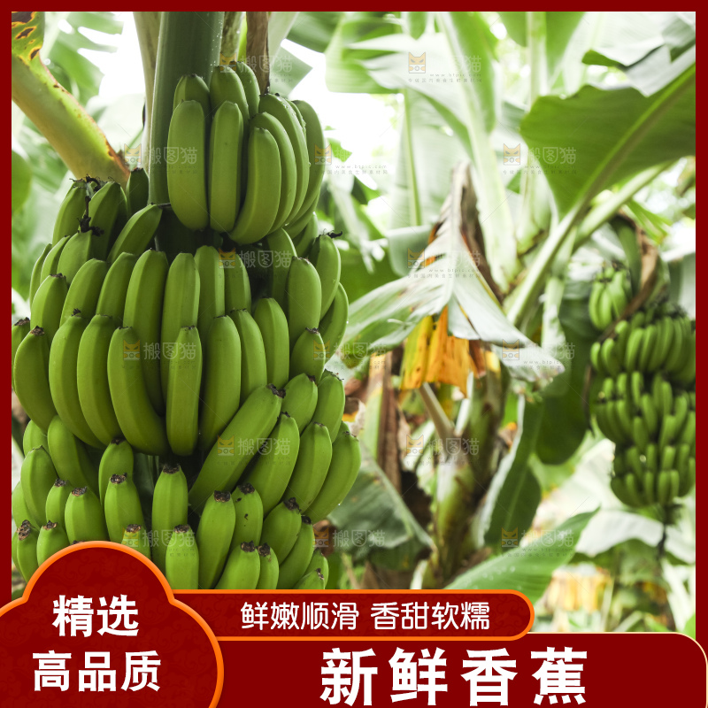 树上的新鲜香蕉