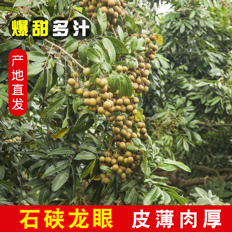 树上的新鲜龙眼
