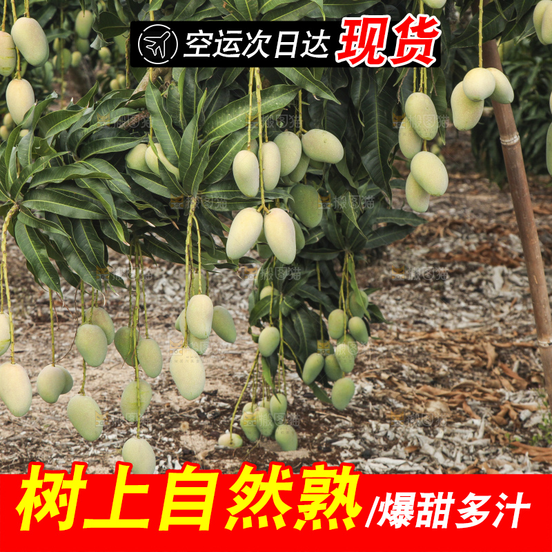 树上的小台芒