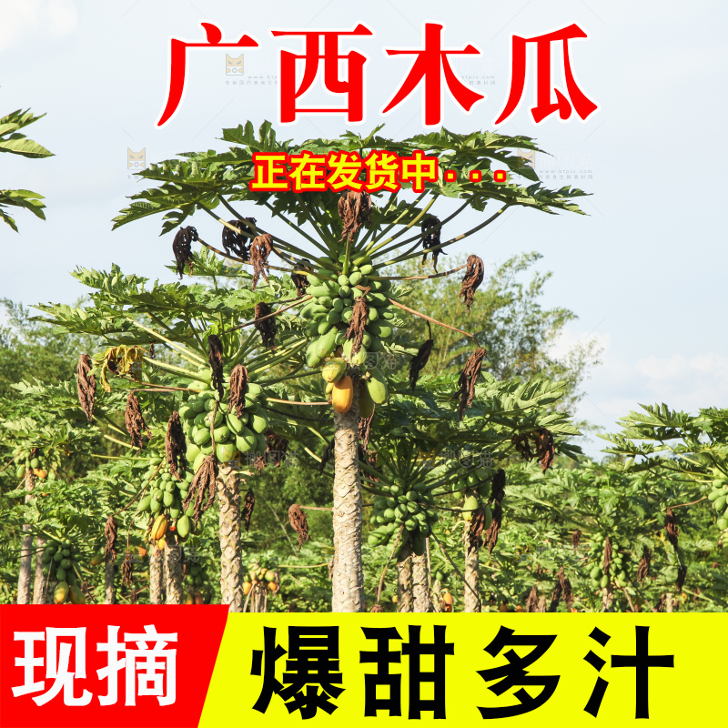 树上的木瓜