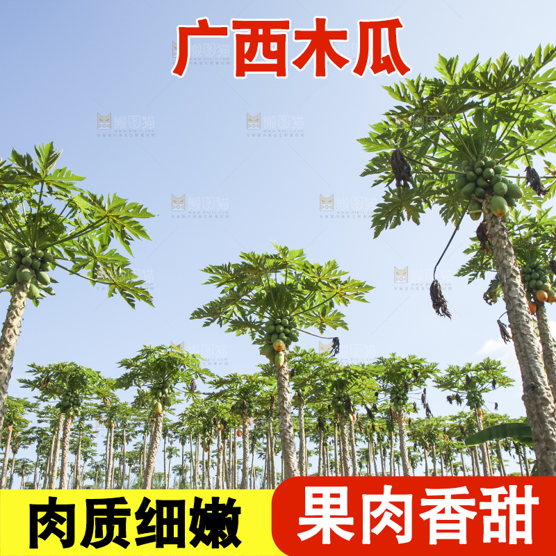 树上的木瓜