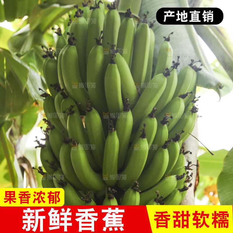 树上的新鲜香蕉