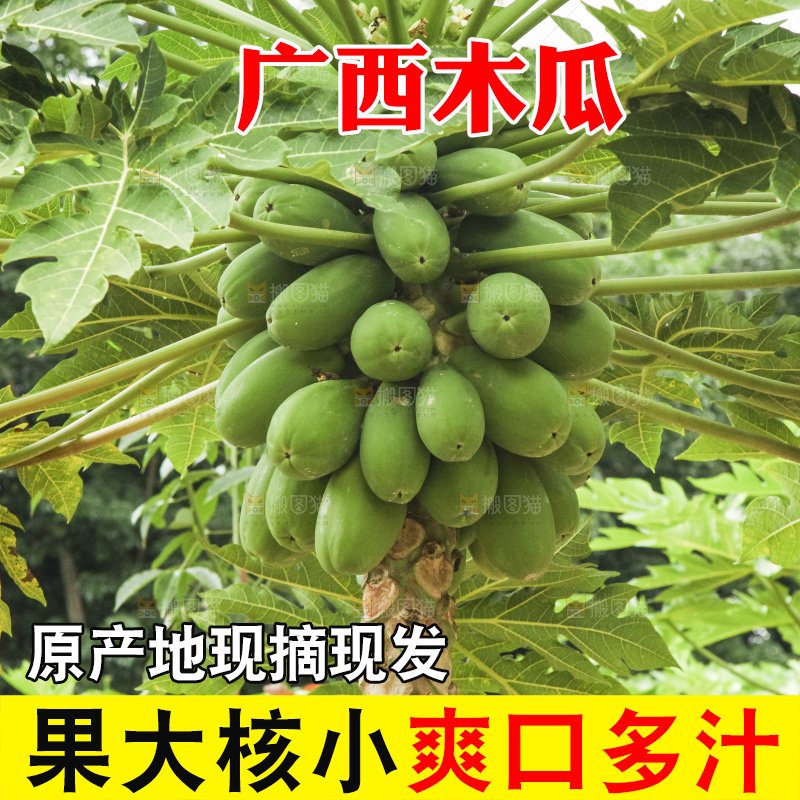 树上的木瓜