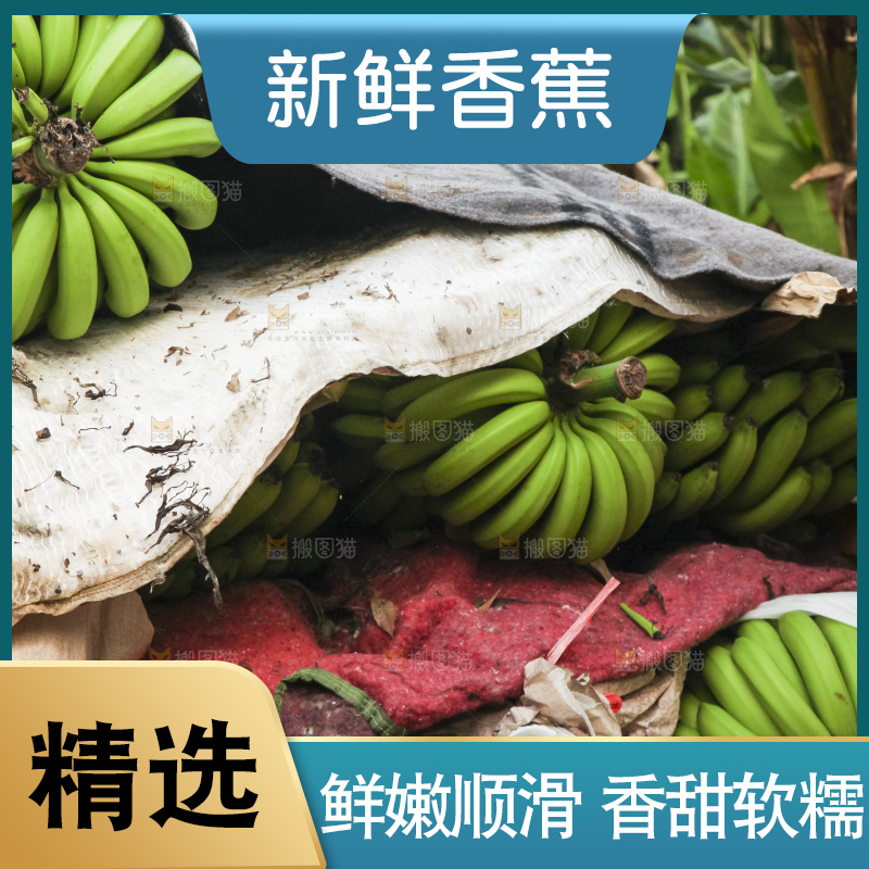 树上的新鲜香蕉
