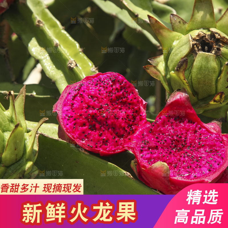 火龙果产地