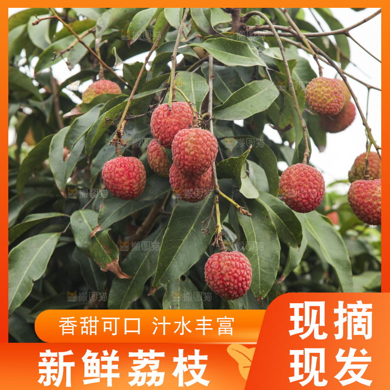树上的荔枝