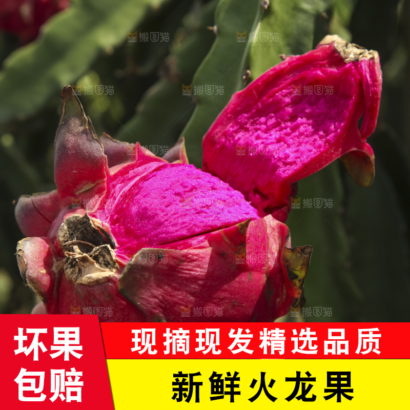 火龙果产地