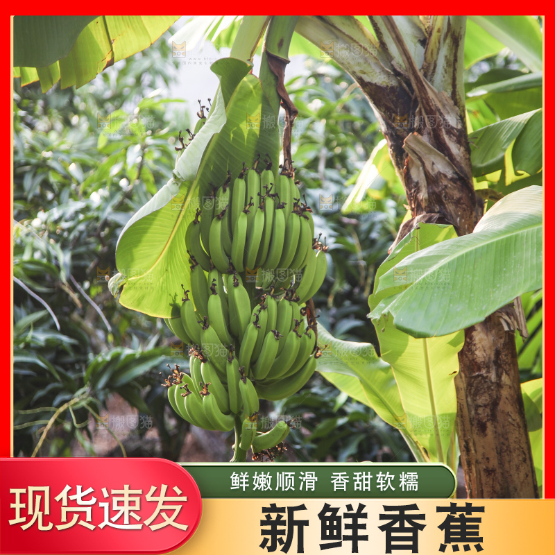 树上的新鲜香蕉