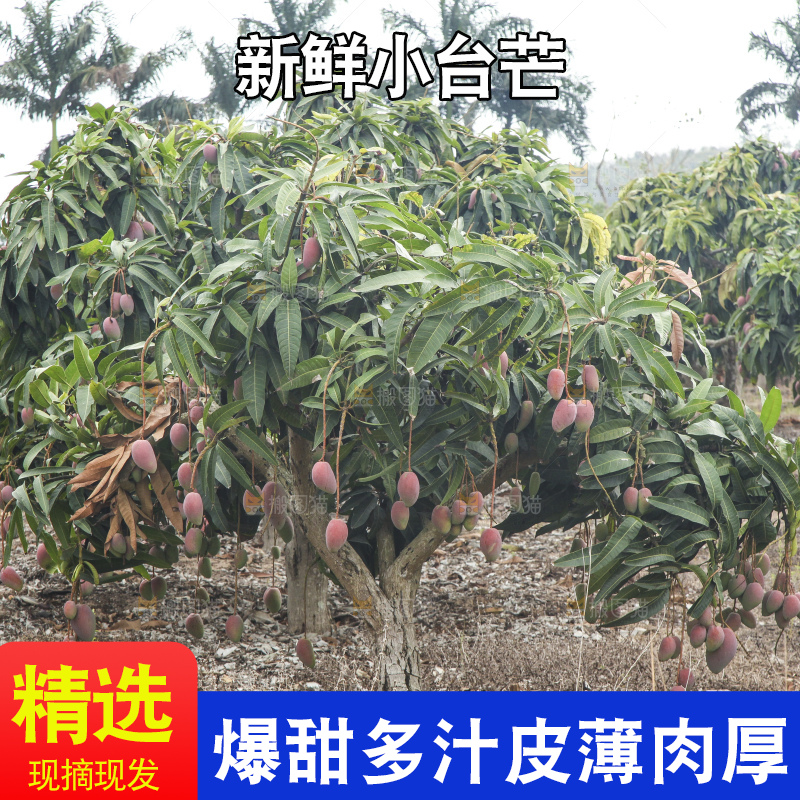 树上的小台芒