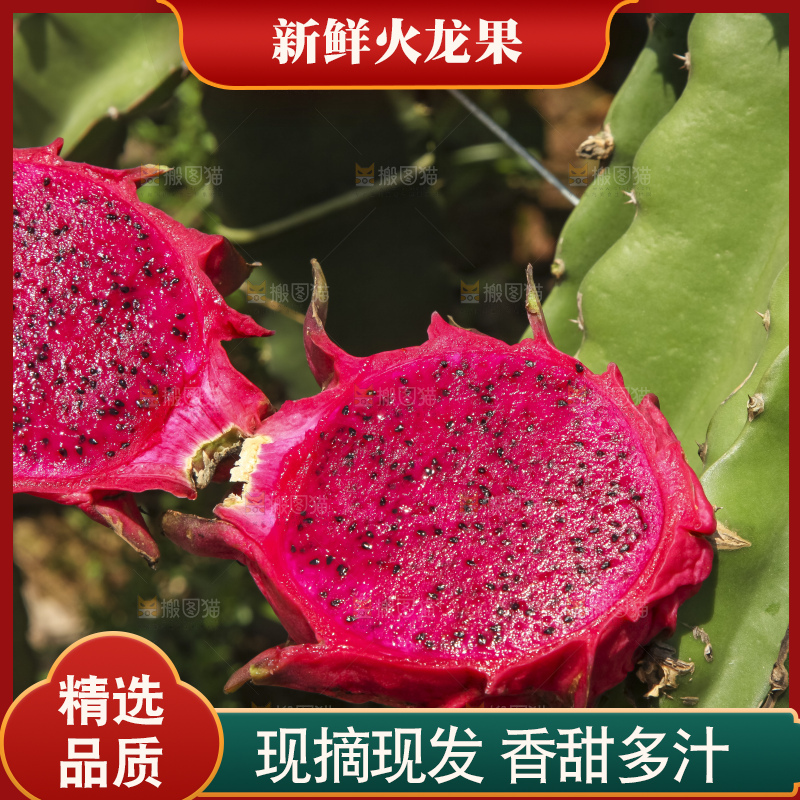火龙果产地