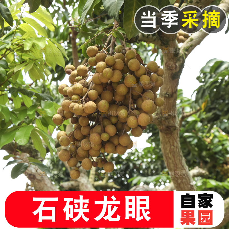 树上的新鲜龙眼