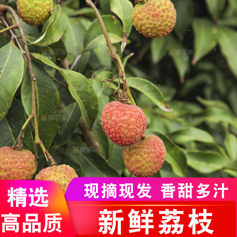 树上的荔枝