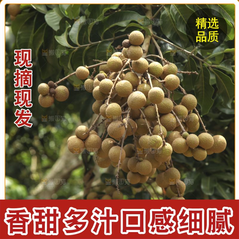 树上的新鲜龙眼