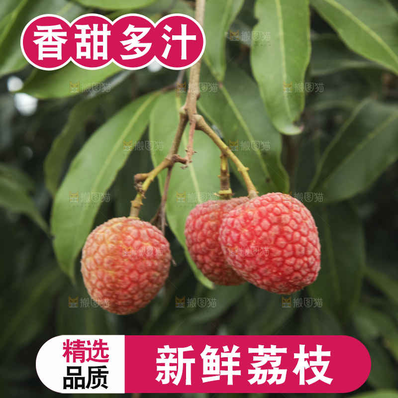 树上的荔枝