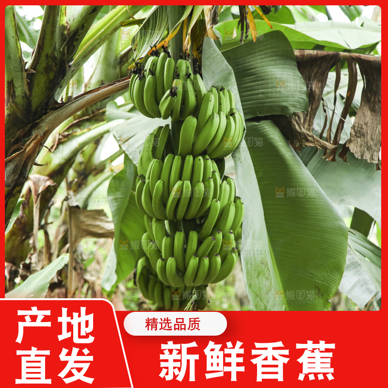 树上的新鲜香蕉
