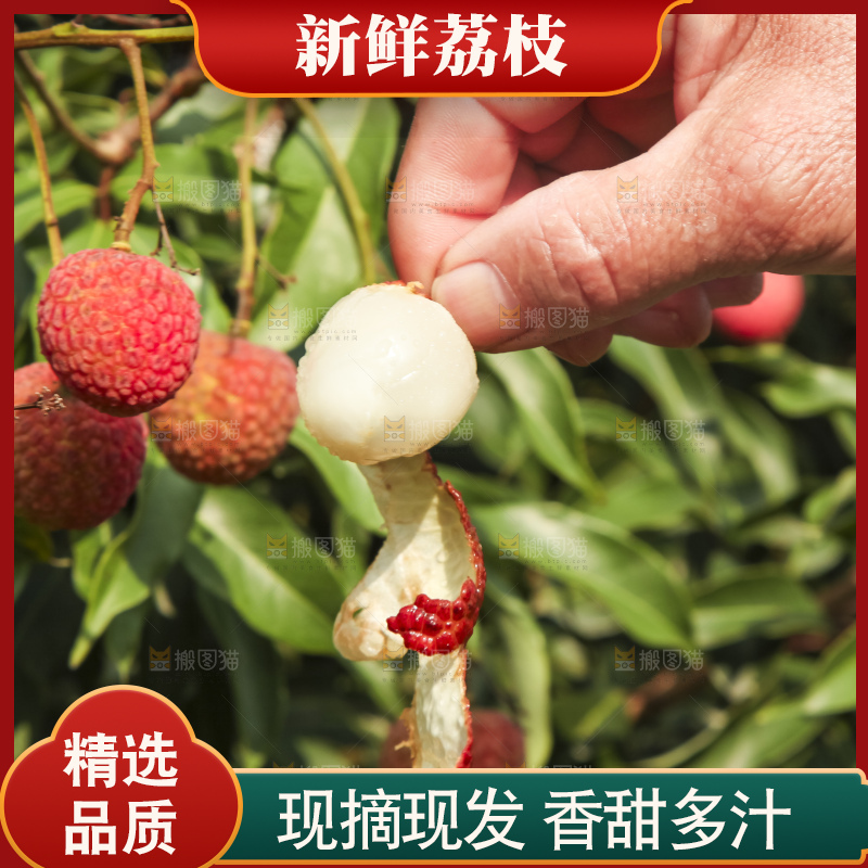 树上的荔枝