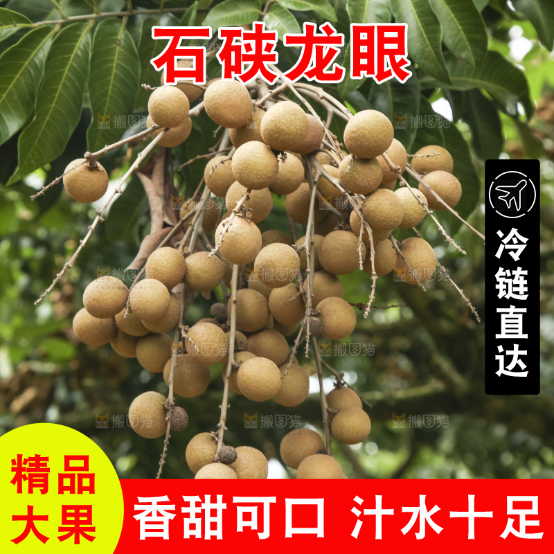 树上的新鲜龙眼