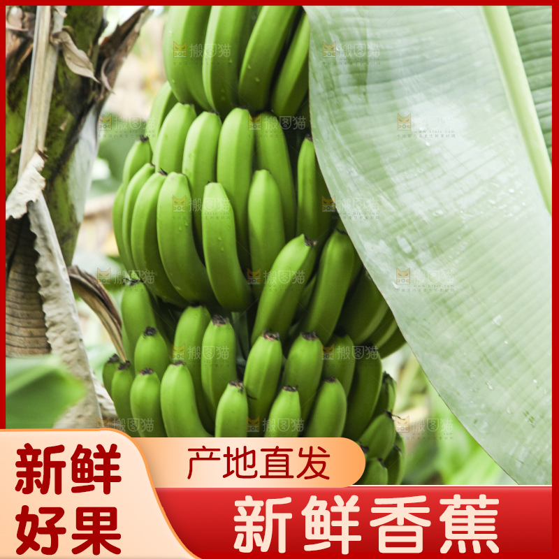 树上的新鲜香蕉