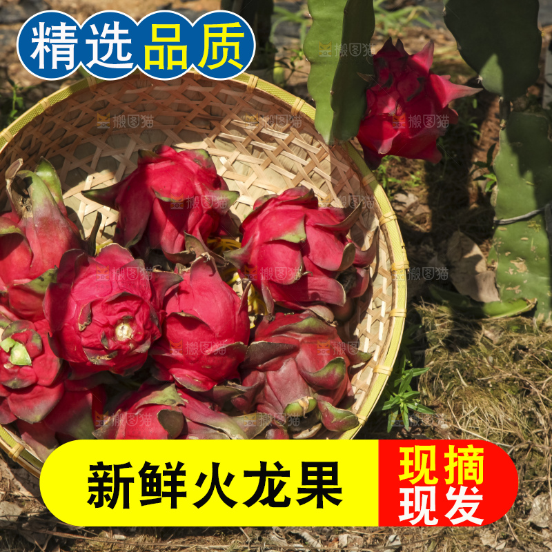 火龙果产地