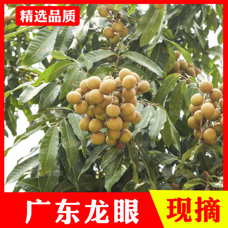 树上的新鲜龙眼