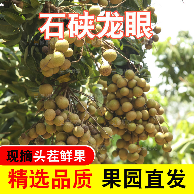 树上的新鲜龙眼