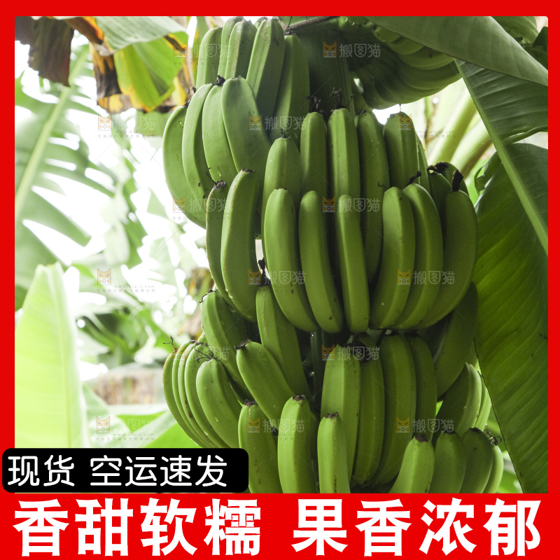 树上的新鲜香蕉
