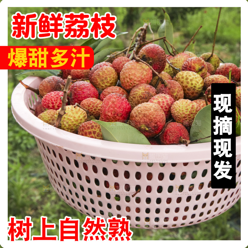树上的荔枝