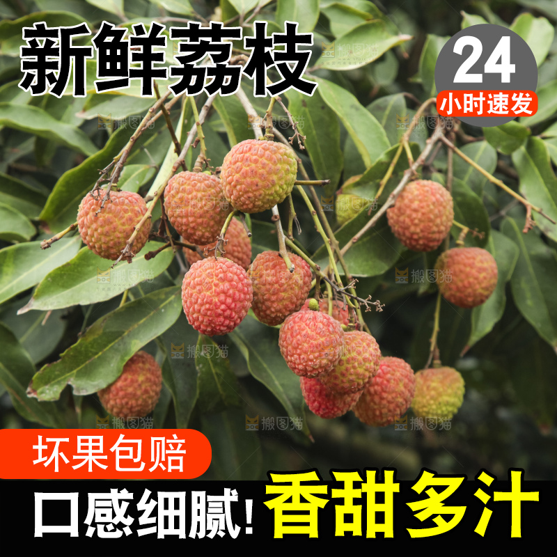 树上的荔枝