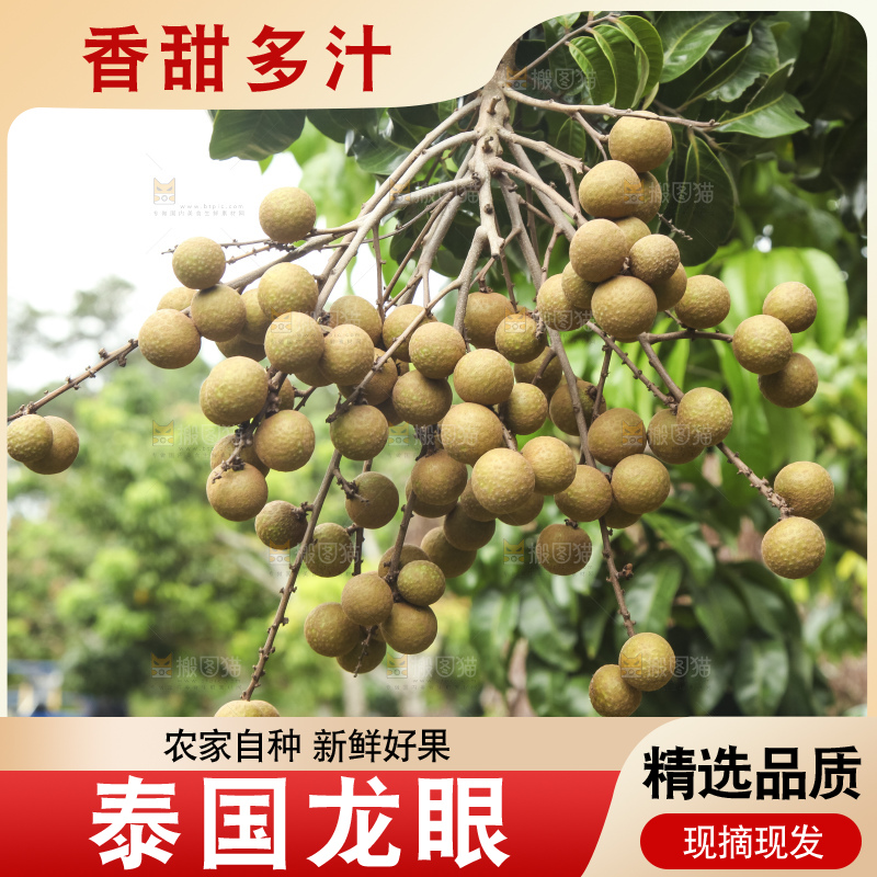 树上的新鲜龙眼