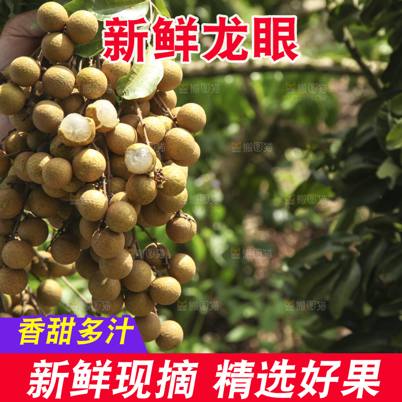 树上的新鲜龙眼